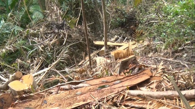 Illegal logging rampant in Quang Tri - 1 Illegal logging rampant in Quang Tri - 1