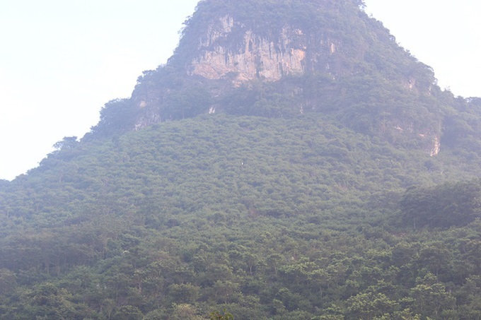 Farmers invent cable car to carry custard apples from mountains - 2