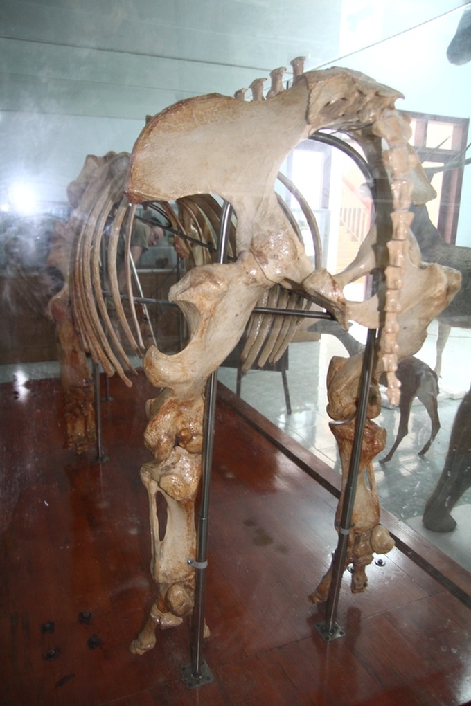 Vietnam's last Java rhino's skeleton on display - 2