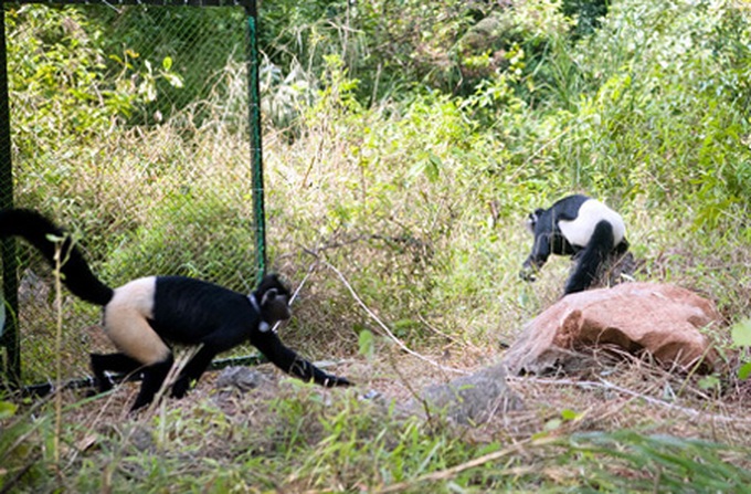 Rare langur returned to the national park - 1 Rare langur returned to the national park - 1