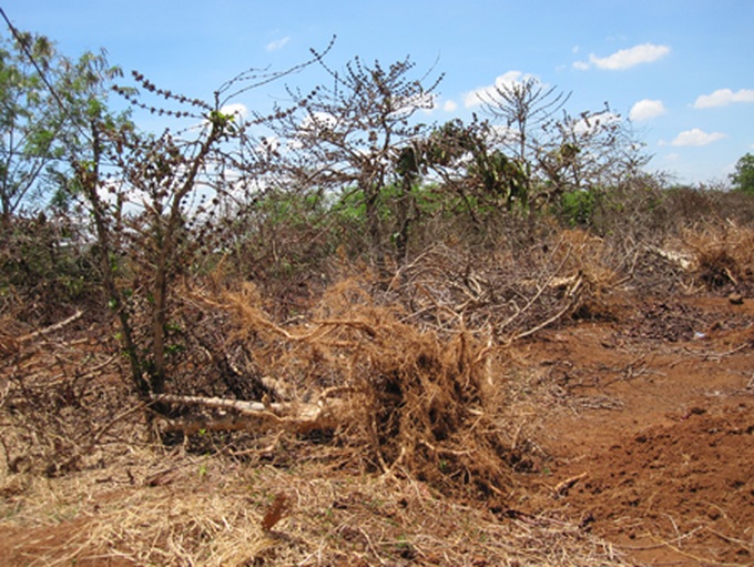 Central Highlands suffers from severe drought - 1 Central Highlands suffers from severe drought - 1