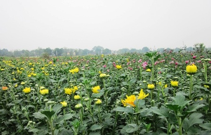 Phu Van flower village before Tet - 5