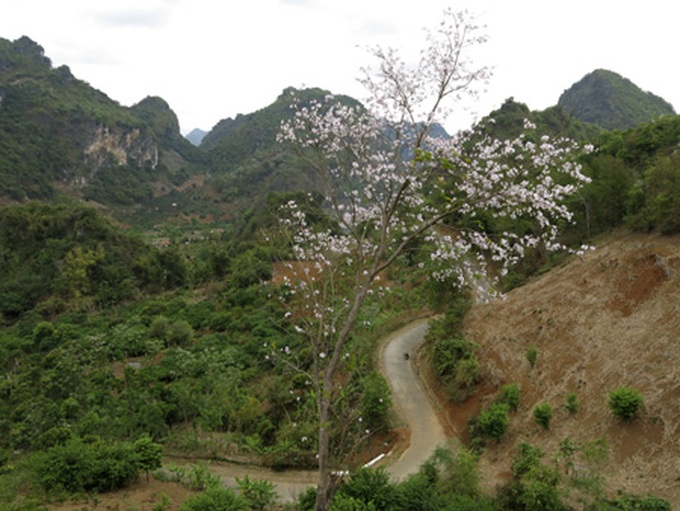Mountain-ebony blossoms cover northwestern mountains - 5 Mountain-ebony blossoms cover northwestern mountains - 5
