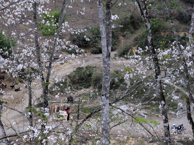 Mountain-ebony blossoms cover northwestern mountains - 3 Mountain-ebony blossoms cover northwestern mountains - 3