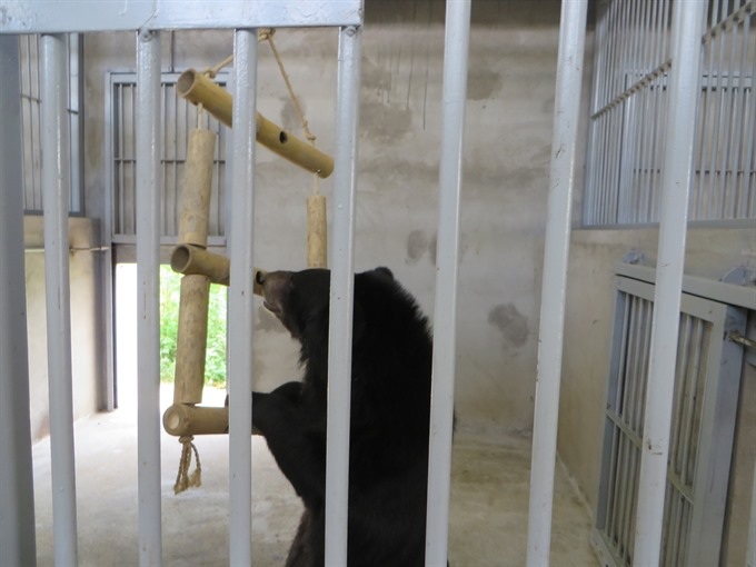 Owner gives up captive bears to sanctuary - 1