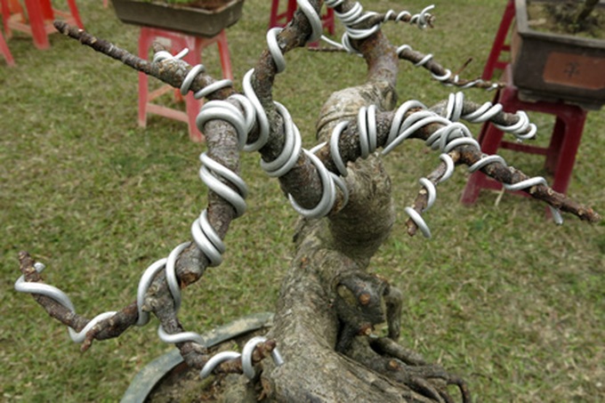 Rare bonsai exhibition in Hanoi - 10