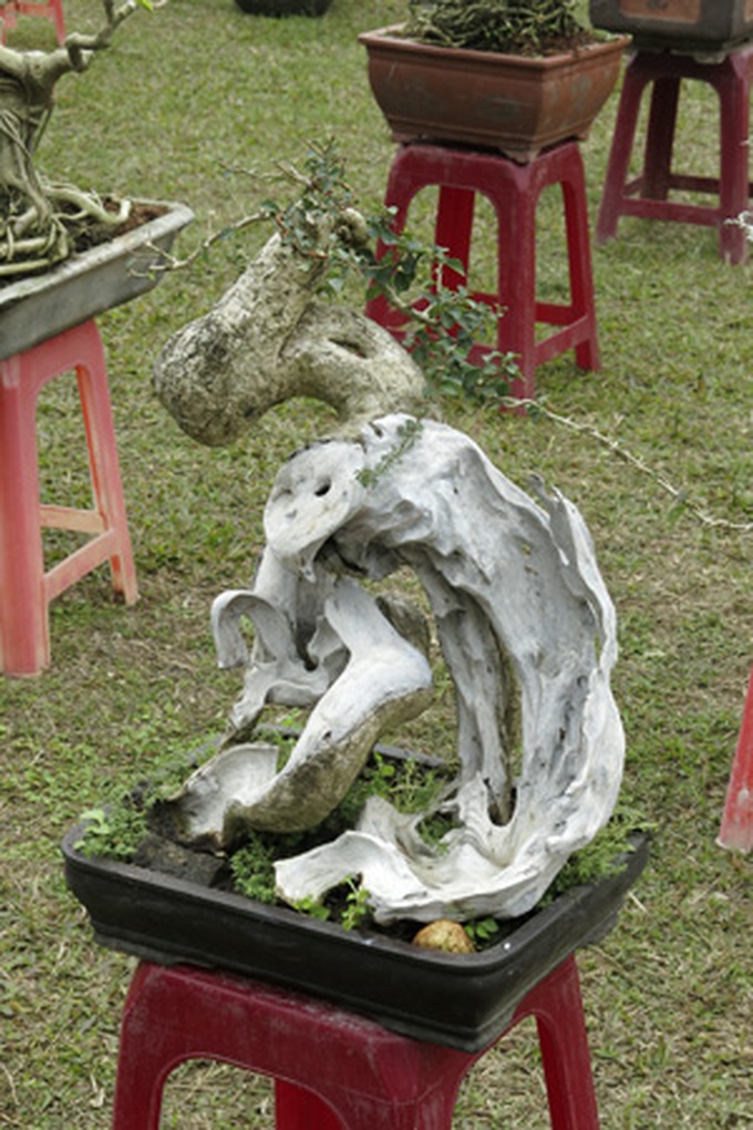 Rare bonsai exhibition in Hanoi - 13