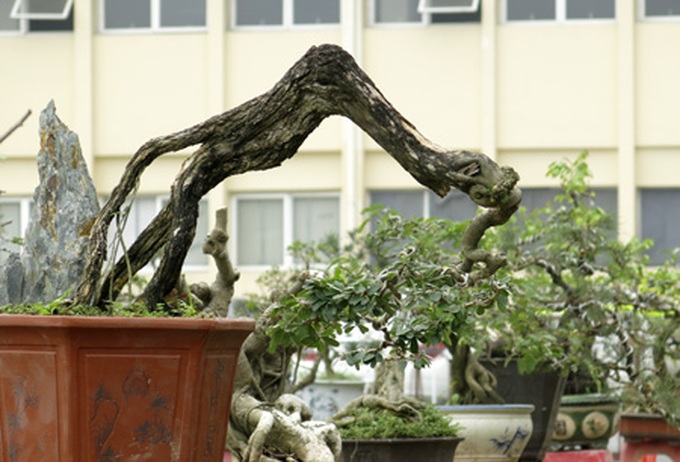 Rare bonsai exhibition in Hanoi - 14