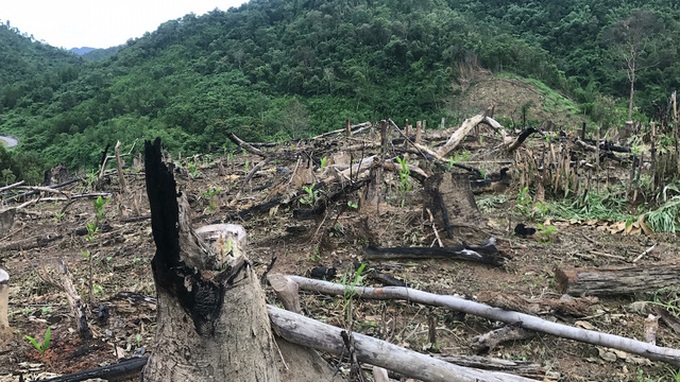 Nghe An officials face dismissal for deforestation scam - 1