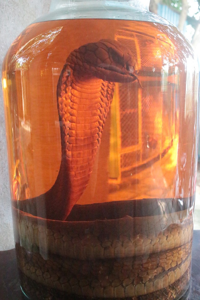 The snake raising village in Hanoi - 7 The snake raising village in Hanoi - 7