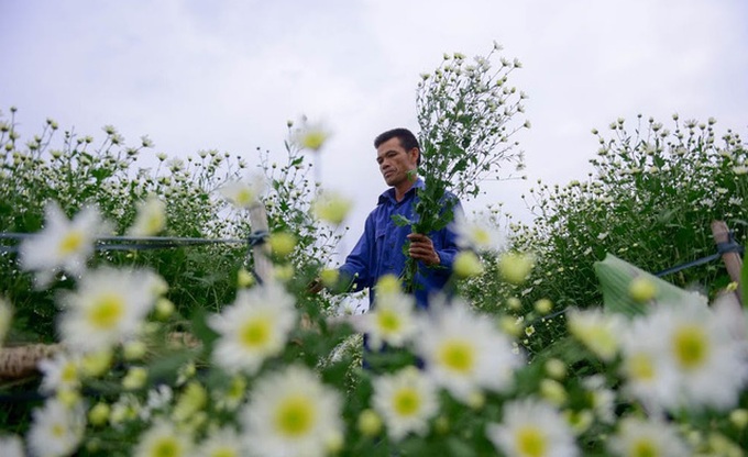 Hanoi farmers earn big during daisy season - 3