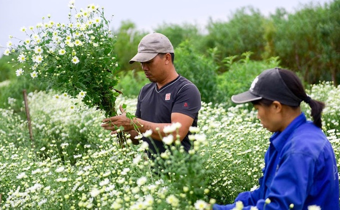 Hanoi farmers earn big during daisy season - 4