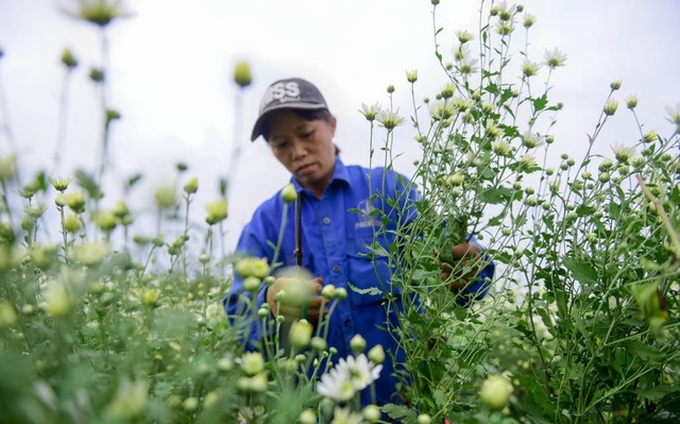 Hanoi farmers earn big during daisy season - 6