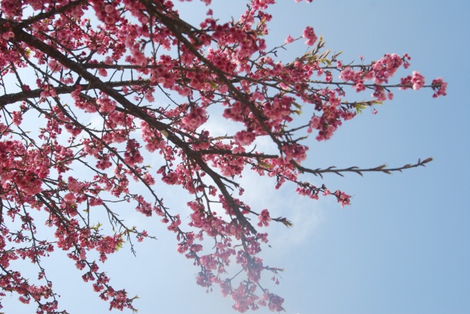 Japanese cherry blossoms in Sapa - 1