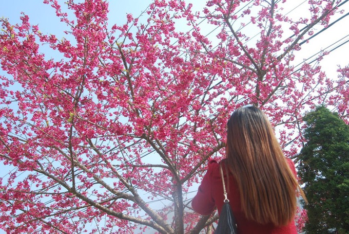 Japanese cherry blossoms in Sapa - 2