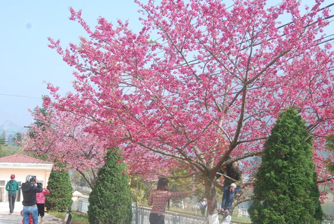 Japanese cherry blossoms in Sapa - 3