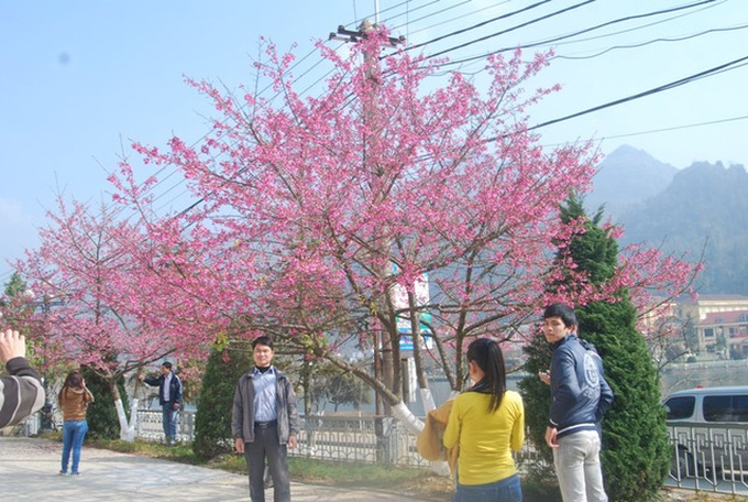 Japanese cherry blossoms in Sapa - 4