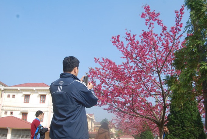 Japanese cherry blossoms in Sapa - 6
