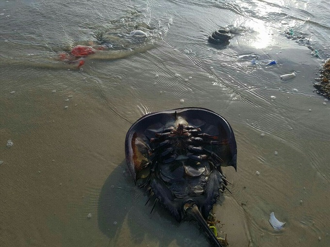 Massive dead horseshoe crabs found at Co To beaches - 2 Massive dead horseshoe crabs found at Co To beaches - 2