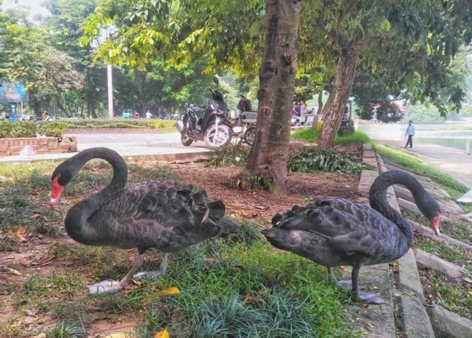 Imported swans thrive on Thien Quang Lake - 2