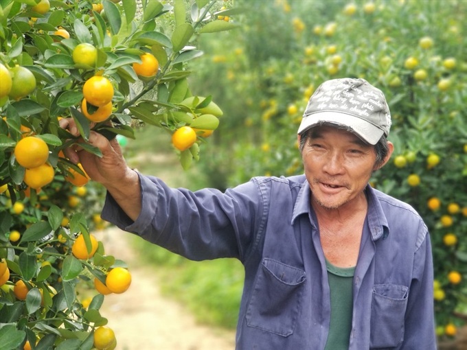 Hoi An Kumquat tree growers optimistic - 1