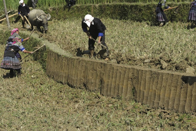 Farming competition at Mu Cang Chai terraced field - 11