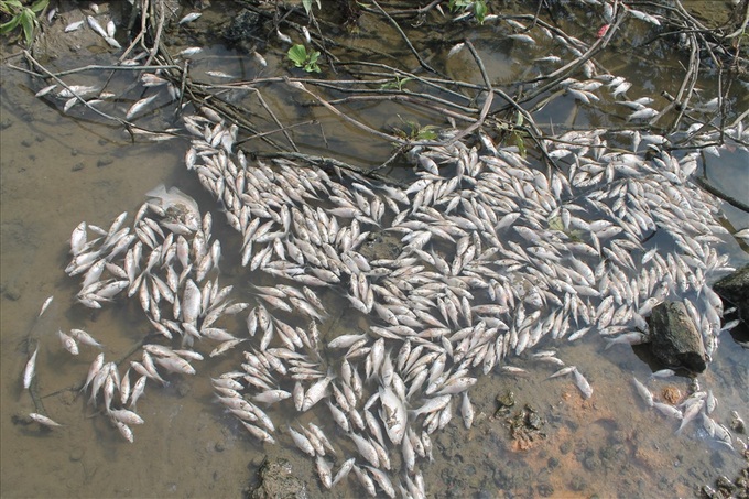 Quang Ngai mass fish deaths under investigation - 2 Quang Ngai mass fish deaths under investigation - 2