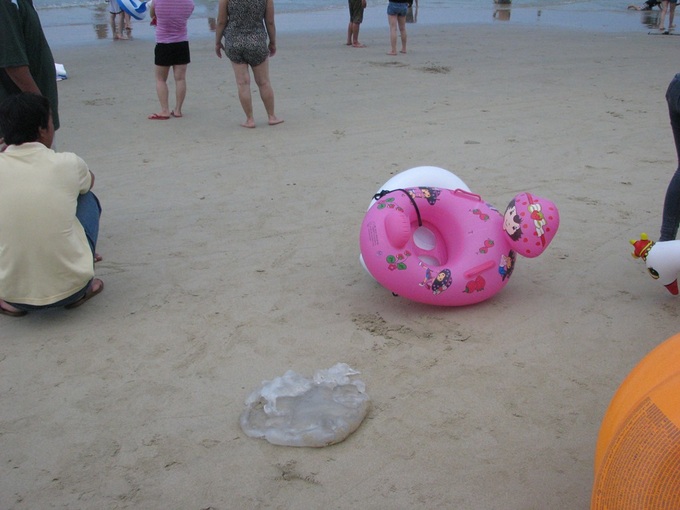 Jellyfish die-off hits Danang beaches - 2