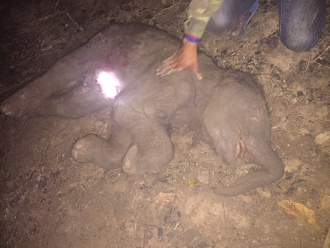 Domesticated elephant’s first baby dies - 1