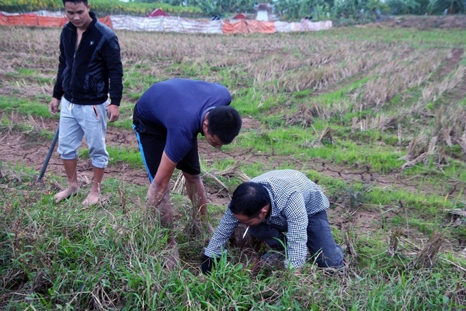 Hanoi farmers earn big during rat hunting season - 8