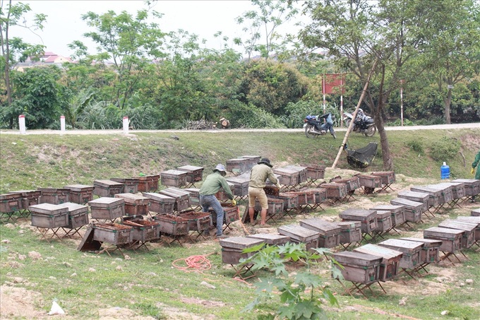 Honey harvesting season in Hung Yen - 9