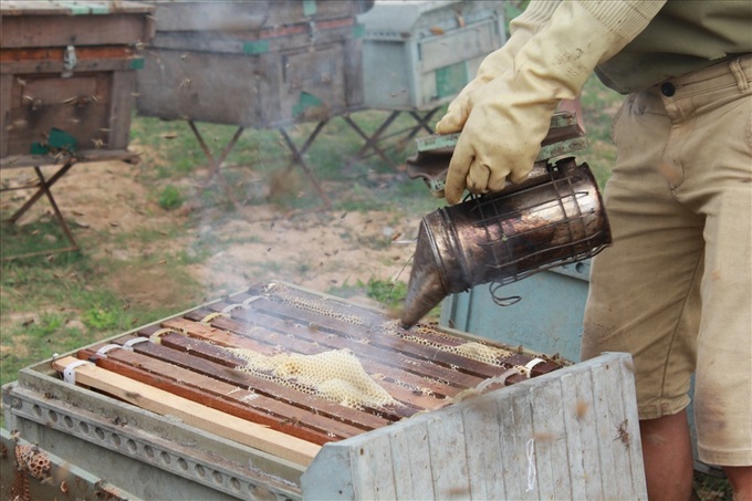 Honey harvesting season in Hung Yen - 5