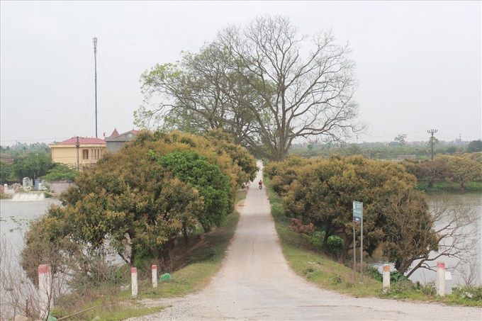 Honey harvesting season in Hung Yen - 2