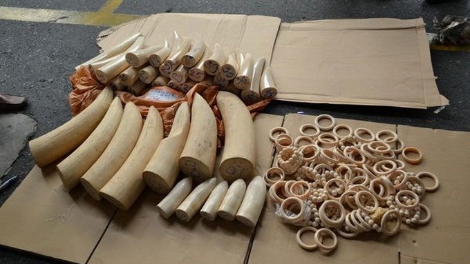 HCM City seizes 90kg of ivory disguised as food - 1 HCM City seizes 90kg of ivory disguised as food - 1