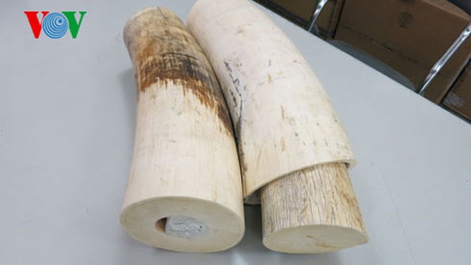 African ivory smugglers foiled in HMC City - 1
