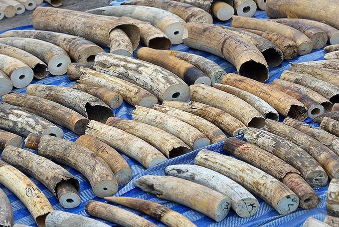 Conservationists say Japan allows illegal ivory trade to proliferate - 1