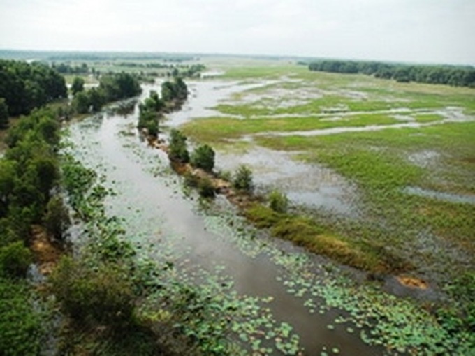 Dong Thap moves to preserve Tram Chim Park - 1 Dong Thap moves to preserve Tram Chim Park - 1