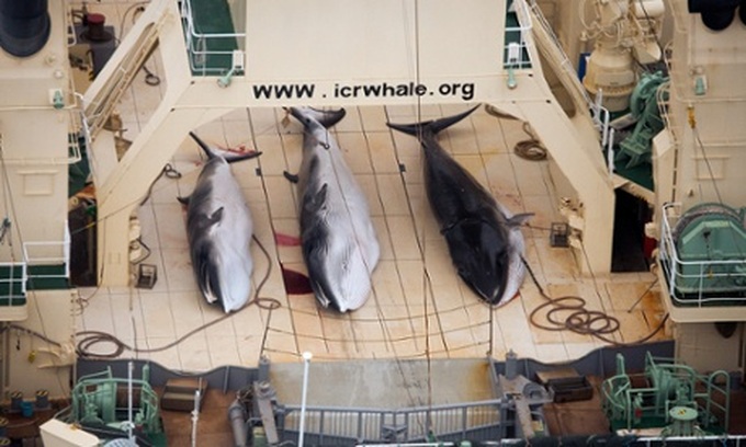 UN orders Japan to halt whale slaughter - 1 UN orders Japan to halt whale slaughter - 1
