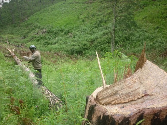 Forest land dwindles in Central Highlands’ localities - 1