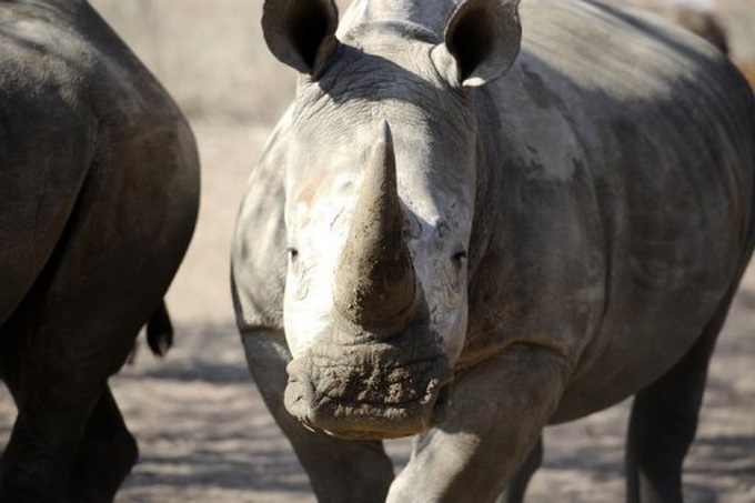 Over 100 rhinos poached in S.Africa in past month - 1