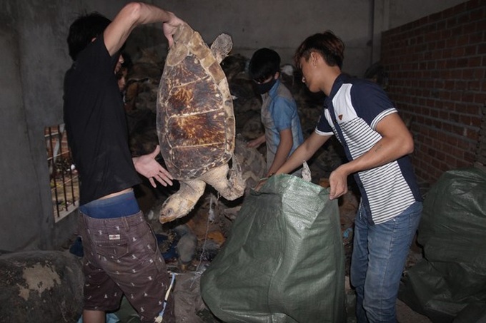 Shops in Khanh Hoa caught selling sea turtle shell - 5 Shops in Khanh Hoa caught selling sea turtle shell - 5