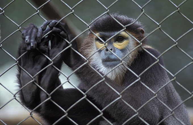 More threats to rare monkeys - 1
