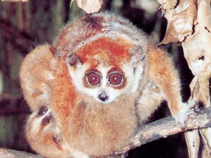 Rare lorises sent to national park safety - 1