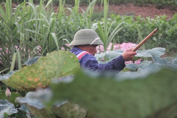 Hanoi’s lotus tea-making art - 3