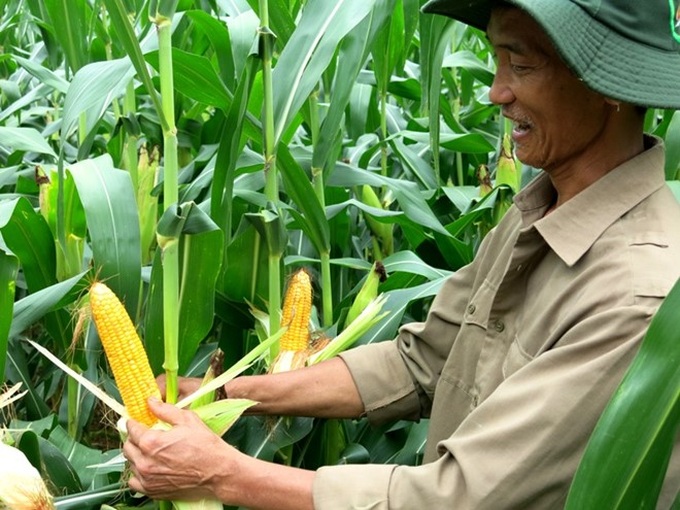 Genetically modified corn trial in Phu Tho - 1