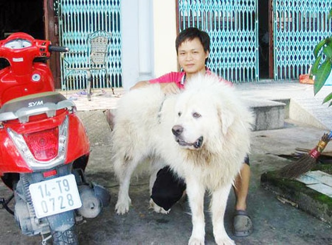 Expensive dogs become a trend in Vietnam - 3