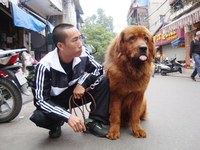Expensive dogs become a trend in Vietnam - 1