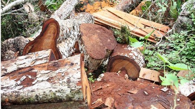 Ironwood trees of Ba Be National Park disappearing - 5