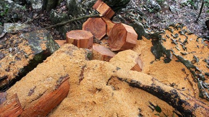 Ironwood trees of Ba Be National Park disappearing - 8