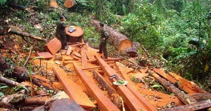 Ironwood trees of Ba Be National Park disappearing - 9